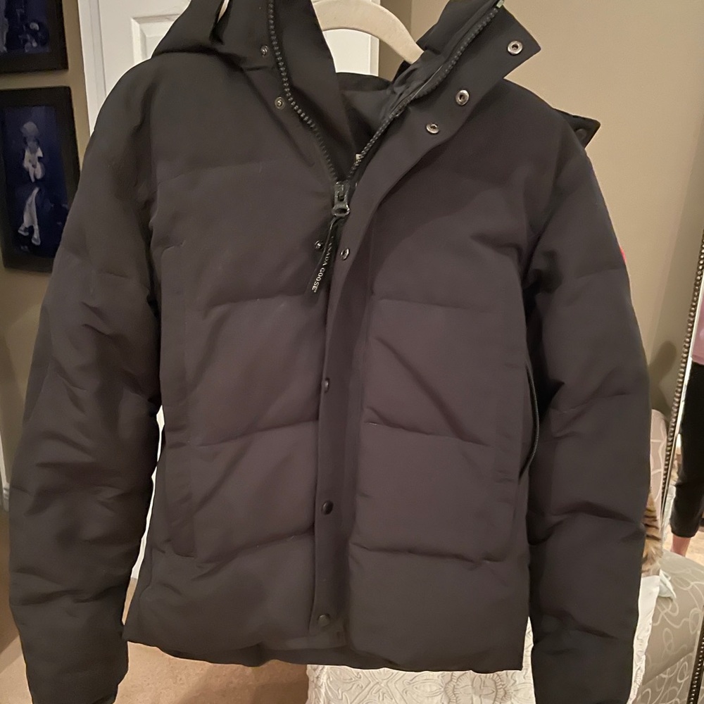 Canada goose